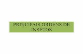 PRINCIPAIS ORDENS DE INSETOS - UTFPR