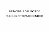 PRINCIPAIS GRUPOS DE FUNGOS FITOPATOGÊNICOS