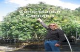 Como plantar Cannabis - Livros Digitais