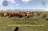 FAVET-UFPel Clínica Médica de Grandes Animais I