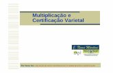Multiplicação e Certificação Varietal