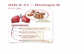 1 AULA 21 – Biologia B