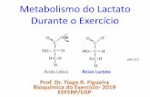 Metabolismo do Lactato Durante o Exercício