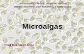 Microalgas - UFRJ
