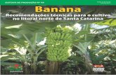 Banana - Santa Catarina