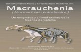 Un enigmático animal extinto de la Cuenca de Calama ...