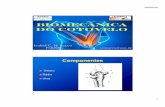 Biomecanica cotovelo 2020 - Compatibility Mode