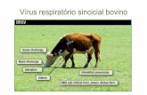Vírus respiratório sincicial bovino