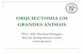 ORQUIECTOMIA EM GRANDES ANIMAIS