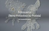 Protozoários (Reino Protoctistaou Protista)