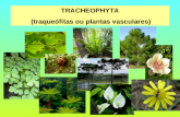 TRACHEOPHYTA (traque³fitas ou plantas vasculares)