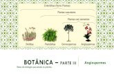 BOT‚NICA ² PARTE III Angiospermas - inedi.com.br .Embri³fitas (Reino Plantae) Plantas vasculares