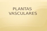Plantas  vasculares 1