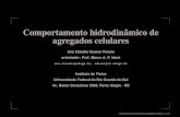 Comportamento hidrodinأ¢mico de agregados Comportamento hidrodinamicoâ€¹ de agregados celulares إ’ p.8/17.
